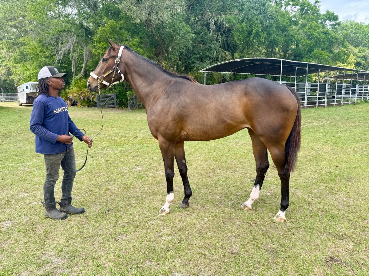 LAB019's tweet photo. 2 yr old filly, Pretty Patriotic (Army Mule - Principessa Mia) has packed her🧳and is heading to @TomDruryRacing 's barn in Kentucky!  @RiverOakFarm1 @natemccauley   She's ready to take the  next step in her 🏇career! https://t.co/NayfN2VGXO