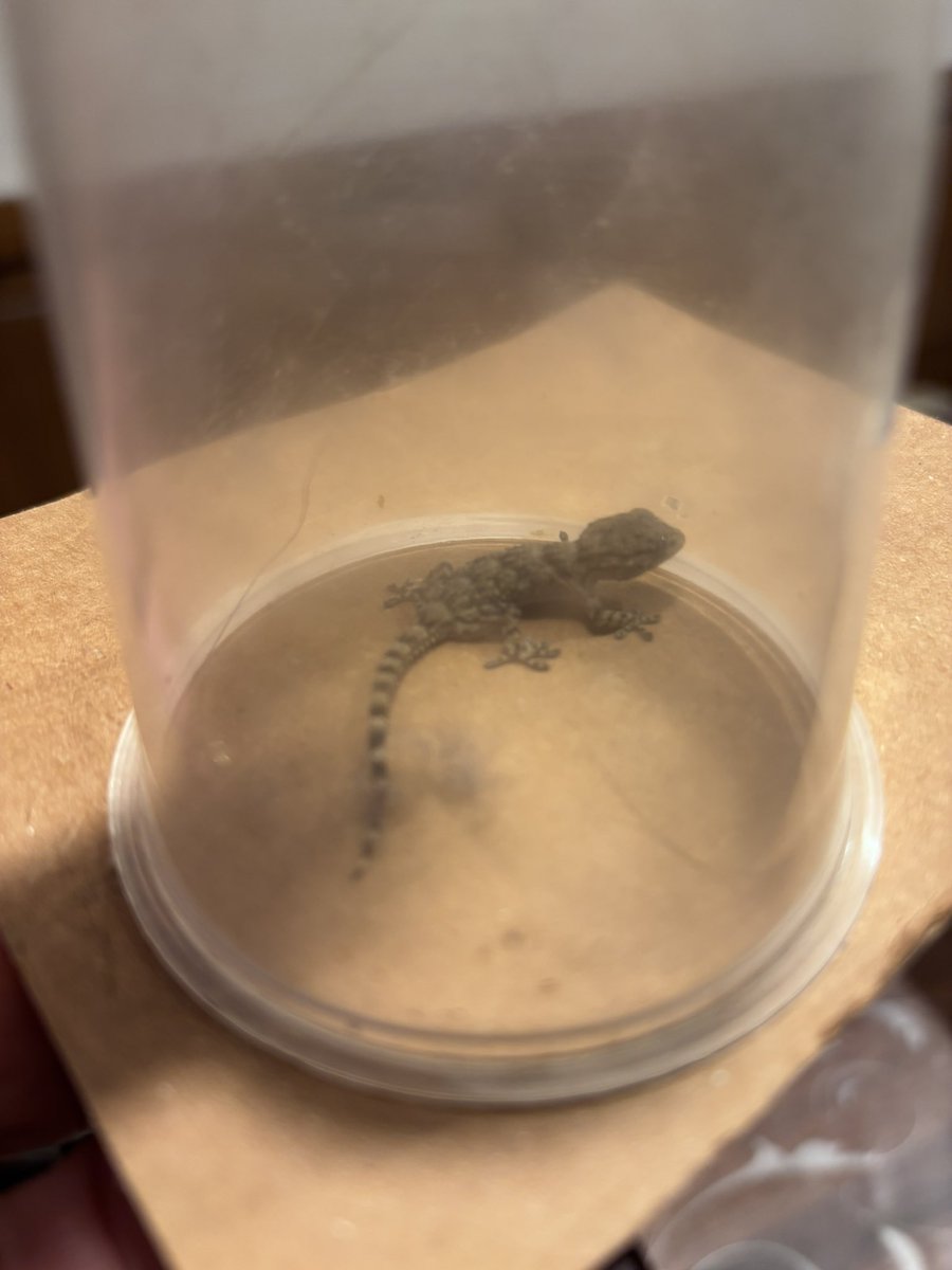scichilol's tweet photo. Minigecko 😍
Wird aber hinausquartiert, fürchte im Haus (noch) nicht genug zu essen
#Gecko
#geco https://t.co/mI9iCYlpbq