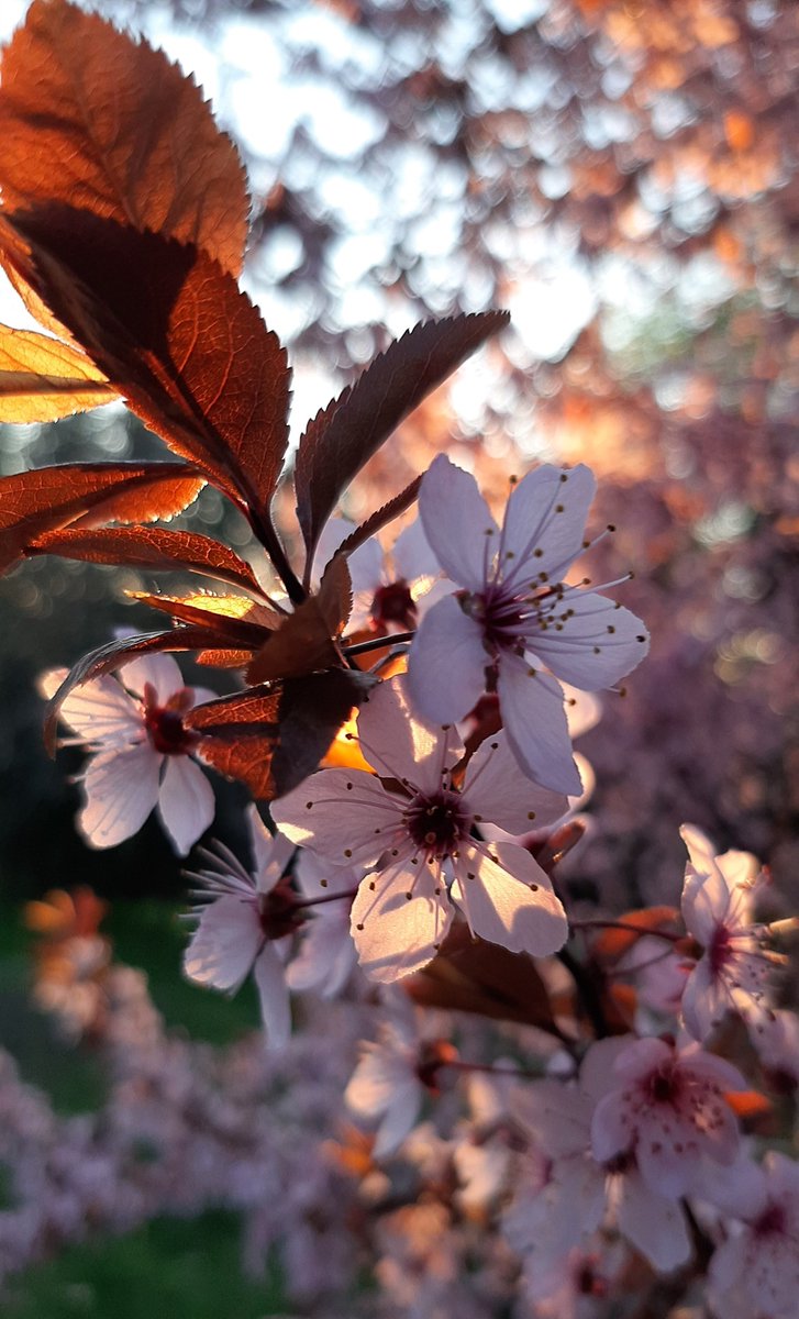 angelicaio81153's tweet image. May your day shine as brightly as the sunrise and bloom like a cherry plum tree 🌸
Sunrise Over Cherry Blooms , Countryside Romania 
#artistic #photography #blossoms #trees