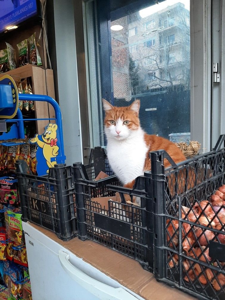 Mossin Nagant tweet media