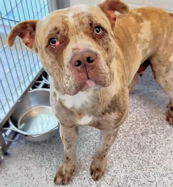 @PawsnTails4TX 🇺🇸🇺🇸🐾🐾 tweet media