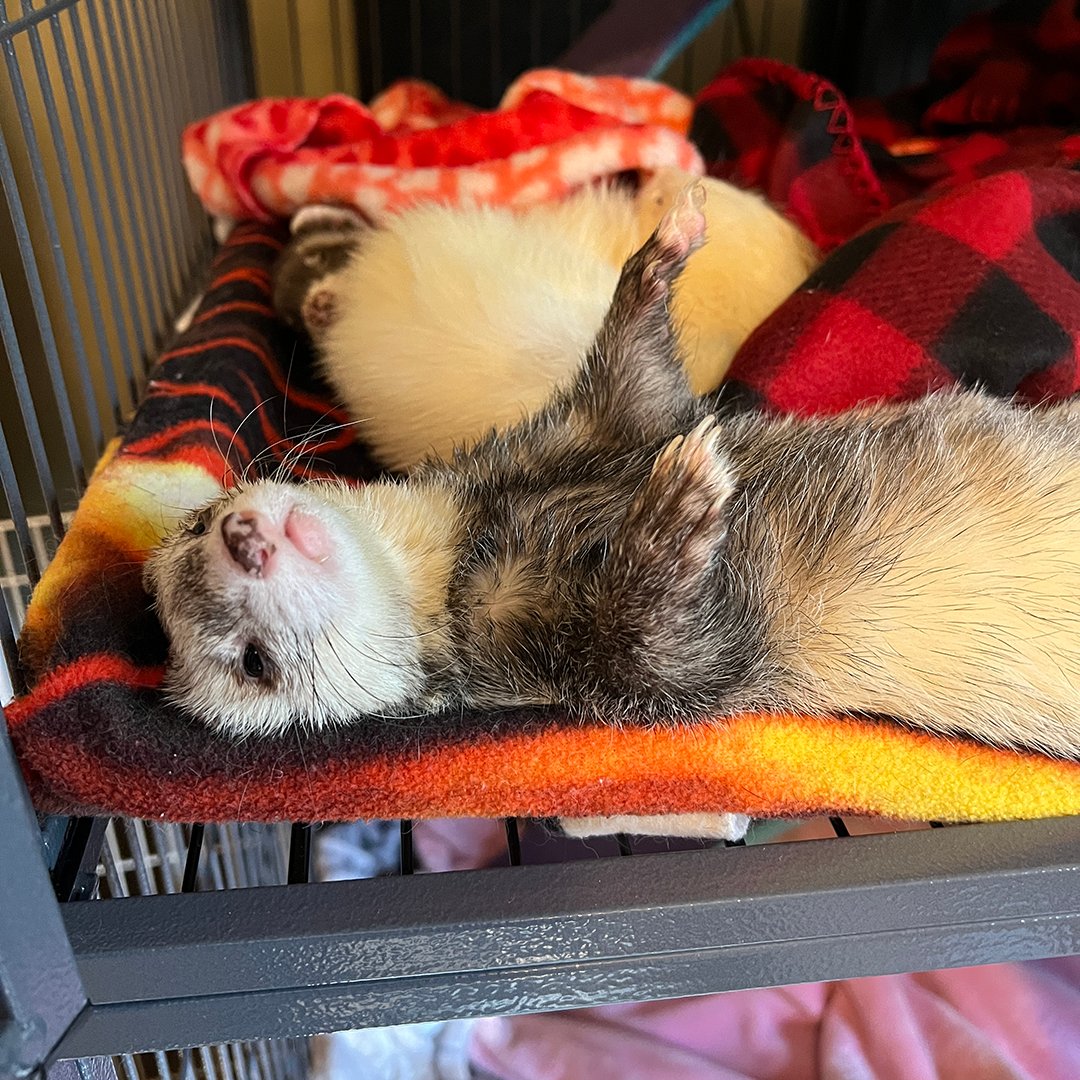 Furball_FDN's tweet photo. Close the cage door and walk away, human. Nap time is far from over. 😴🐾🛏️✨

#ferret #ferrets #Jacksonville #FerretLife #SleepyFerret #FurballFoundation #NapTime 🐾😴 https://t.co/J81NHlkOFT
