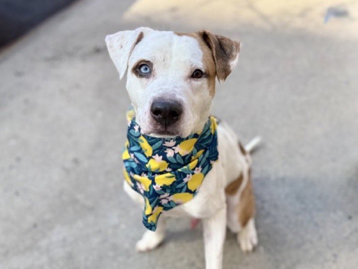 Moishe's Mom tweet media