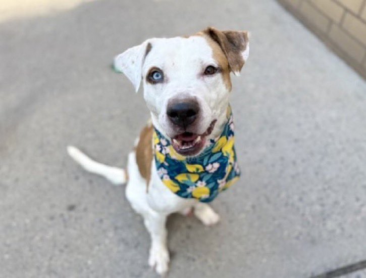 Moishe's Mom tweet media