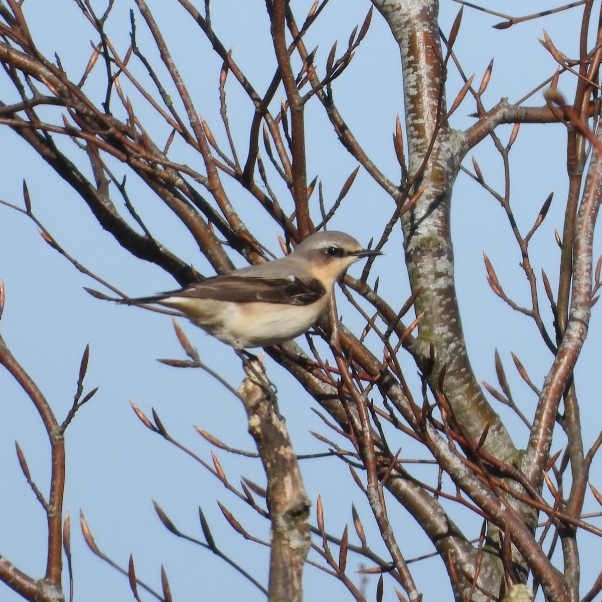 BRStretch's tweet photo. A Wheatear at Broadway Hill late afternoon and plenty of Red Kites enjoying the fine spring weather.

#WorcsBirds https://t.co/EsVgQq5ImW