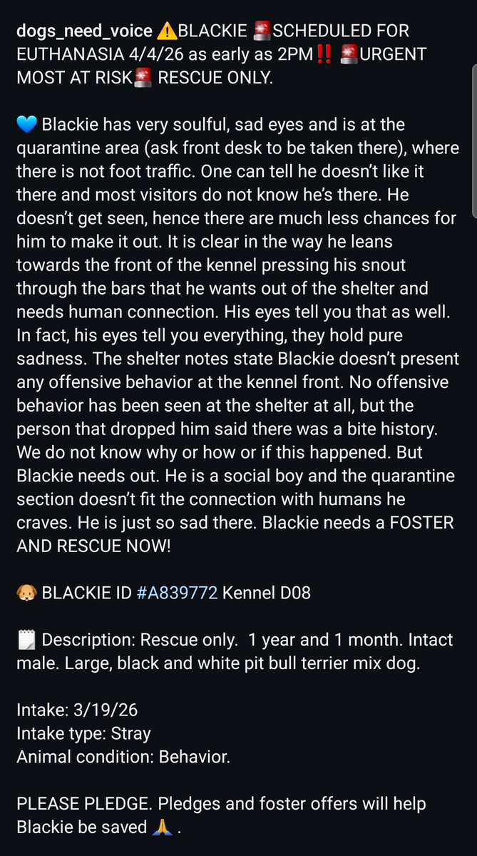 Foster a shelterpet at ZERO COST🐾 tweet media