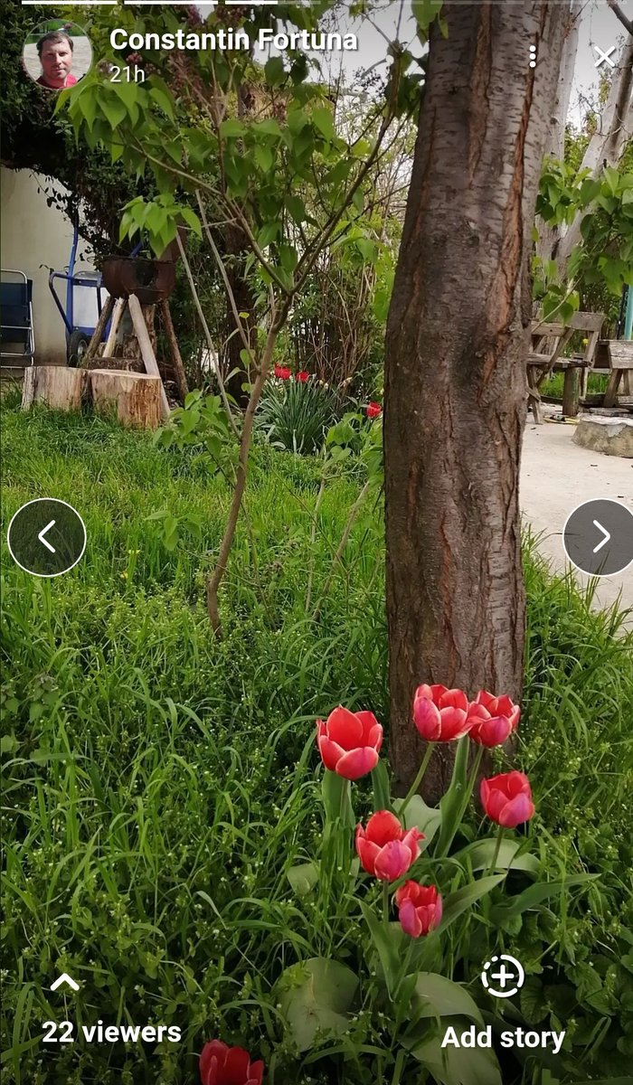atcostel's tweet photo. Spring is back at EcoCostel garden! #garden #tulips #Moldova https://t.co/nWTEMeZC6Y