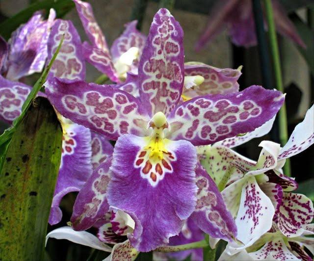 Roy Kelley tweet media