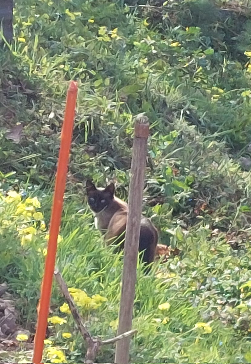 Fernando Camino tweet media