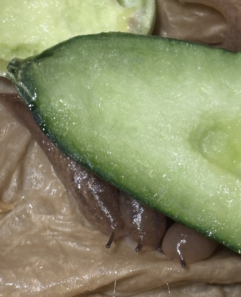 MOMO（陸貝観察） tweet media