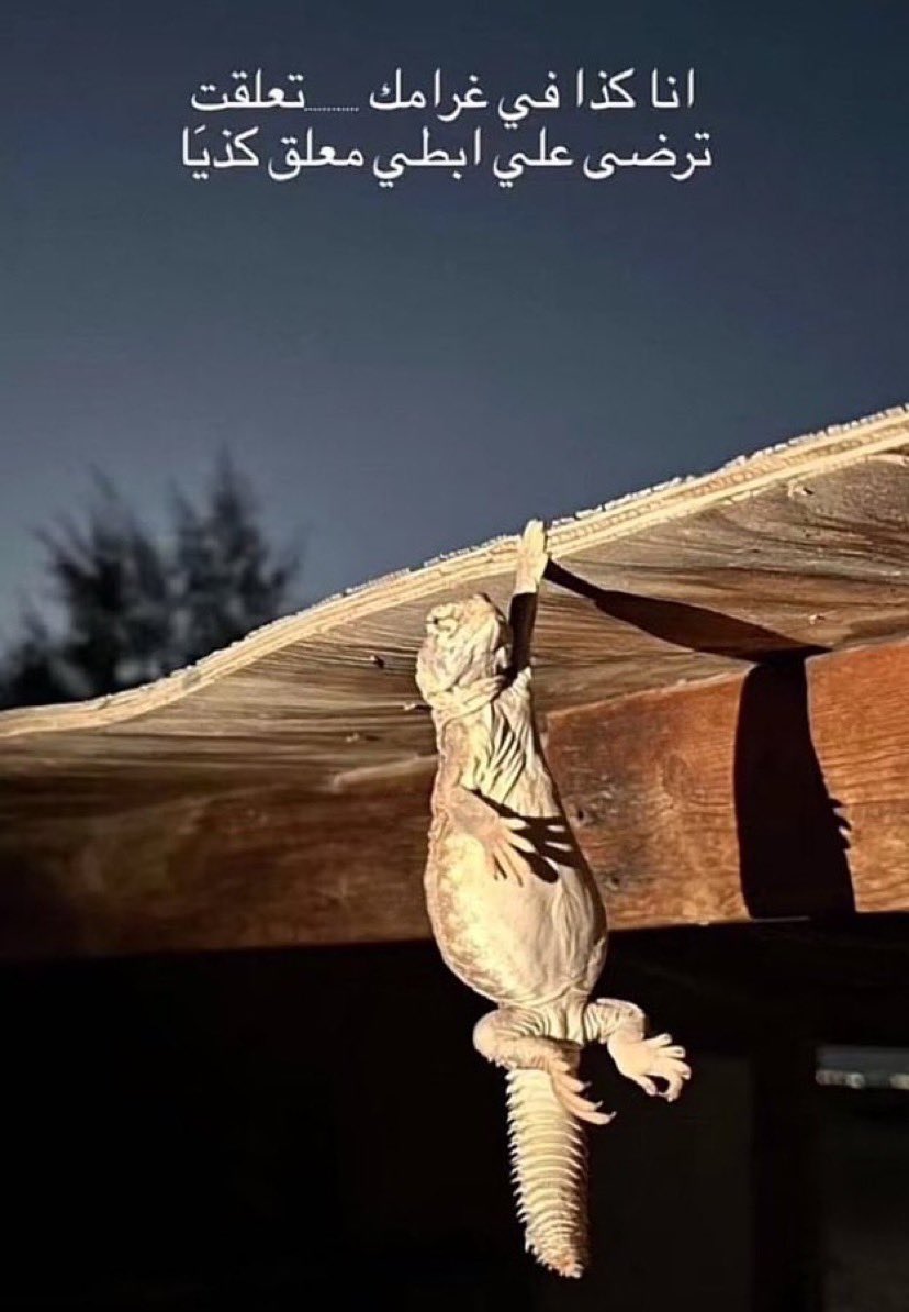 𝓑𝓪𝓭𝓻 tweet media