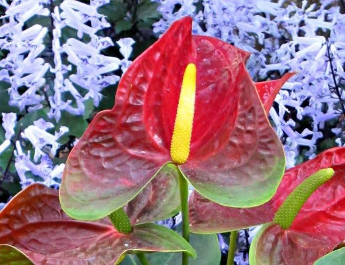 Roy Kelley tweet media