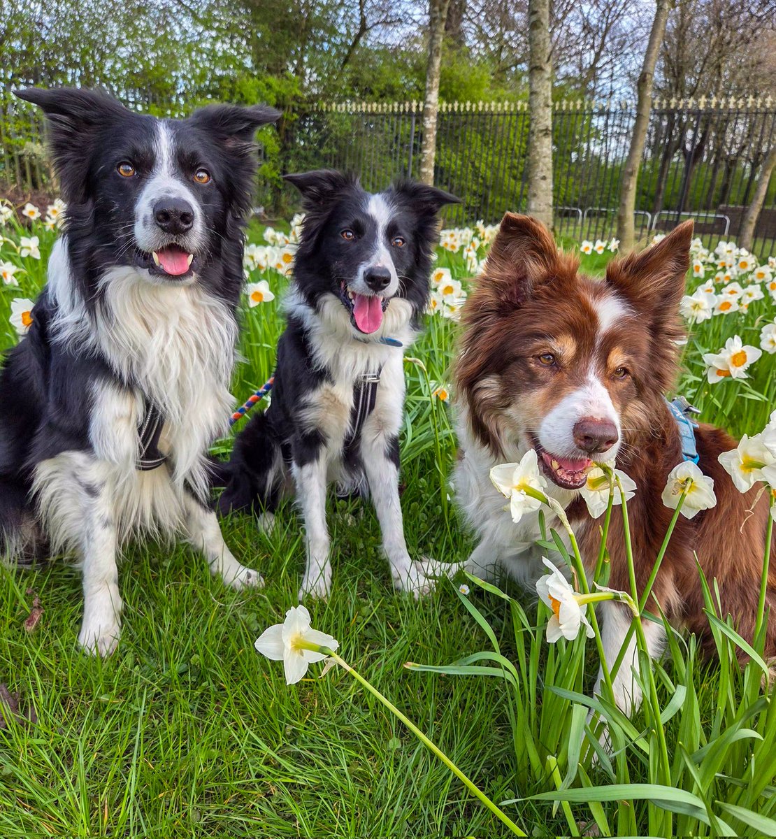 Halo Ronan and Gaffer tweet media
