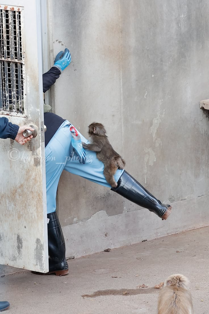 ANIMALIA tweet media