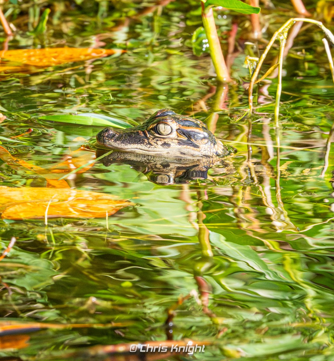 Chris Knight tweet media