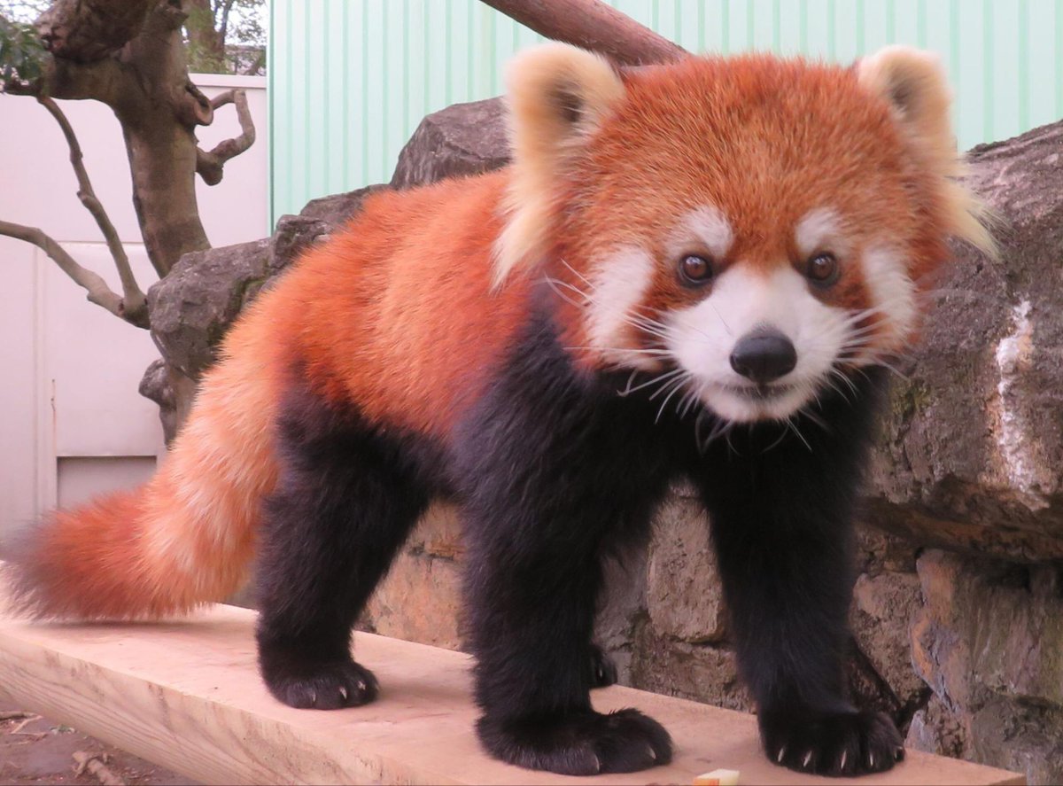 kouji 🇯🇵 tweet media