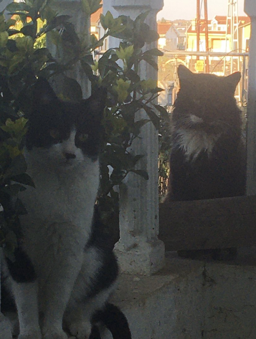 Seautist tweet media