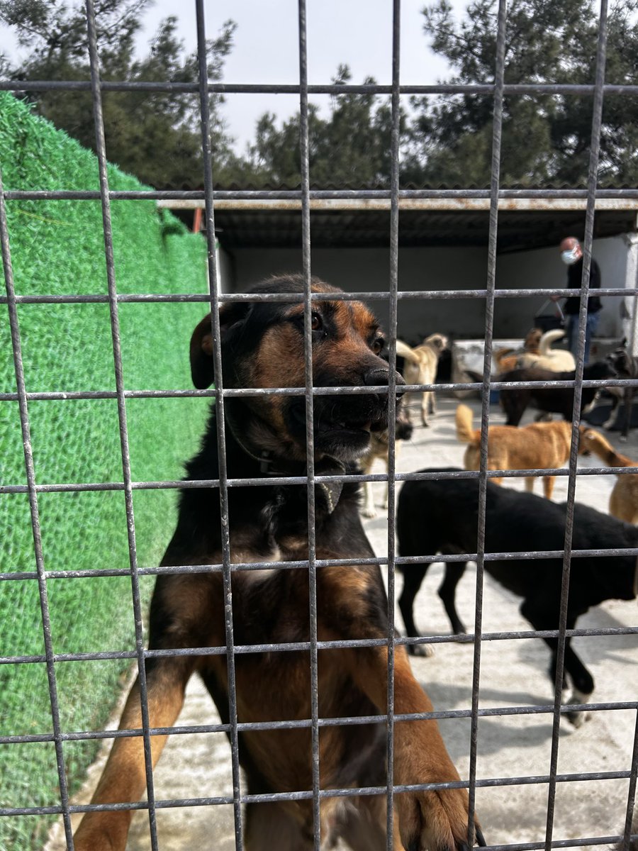 performansizm's tweet photo. @mkulunk Foça barınağında tıklım tıkış köpekler ve toplamaya devam ediliyor. Kaymakam gönüllülerin girişini yasakladığı için 15 gün önceden bu fotoğraf! https://t.co/BctzQLK4s0