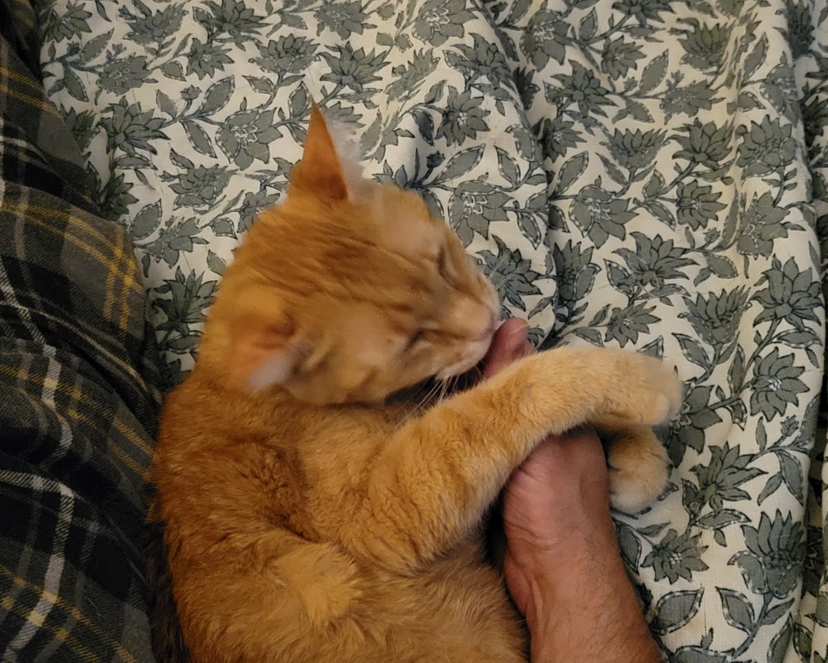 David Brena Bock tweet media