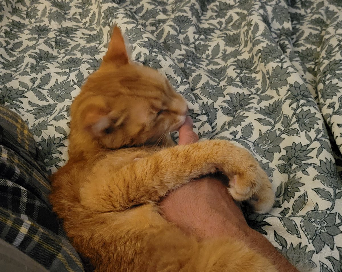 David Brena Bock tweet media