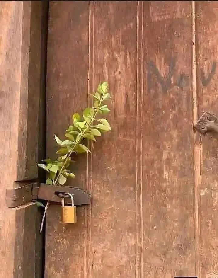 Isabella tweet media