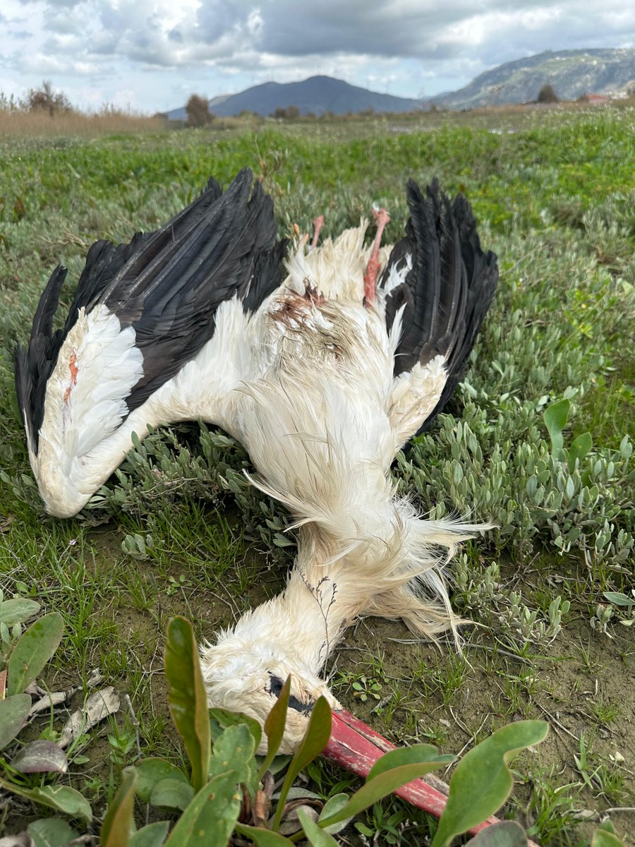 Sema Başavcı tweet media