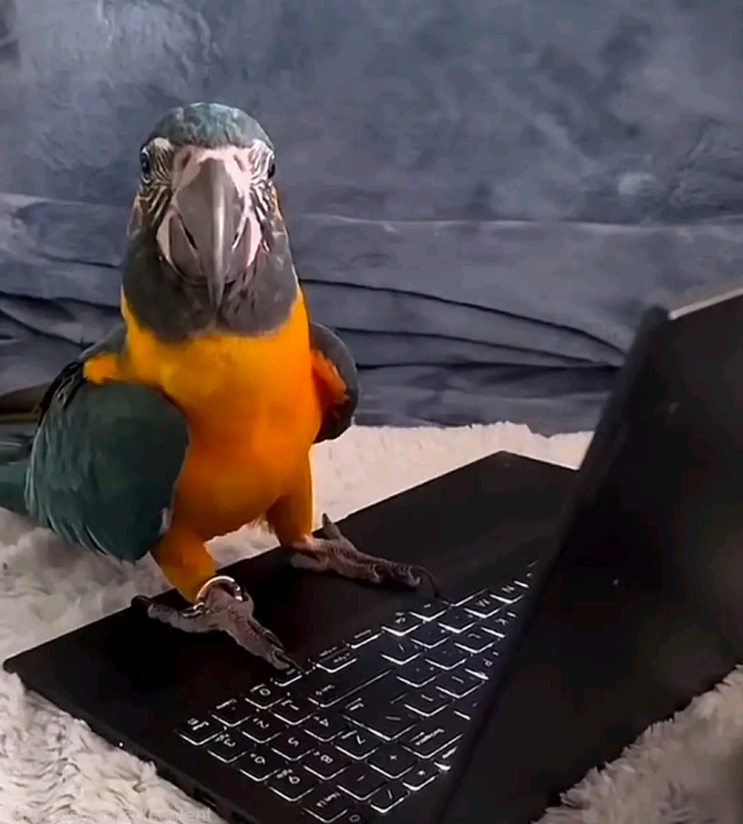 FrozenPythonAD tweet media