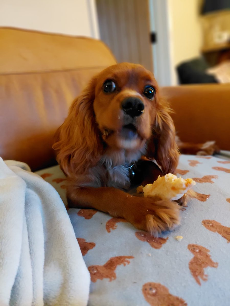 Michaelbayes8's tweet image. Evenin #Cavpack frens..hopes yoos all had a smashin Eester weekend 🥰 i iz jus rounding off de day wiv me fave yakstick 😋😋