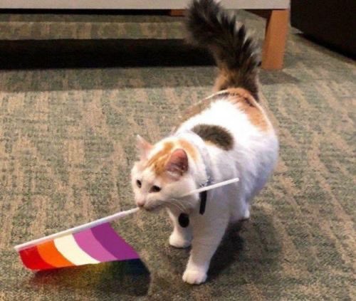 CatOnTheHat tweet media