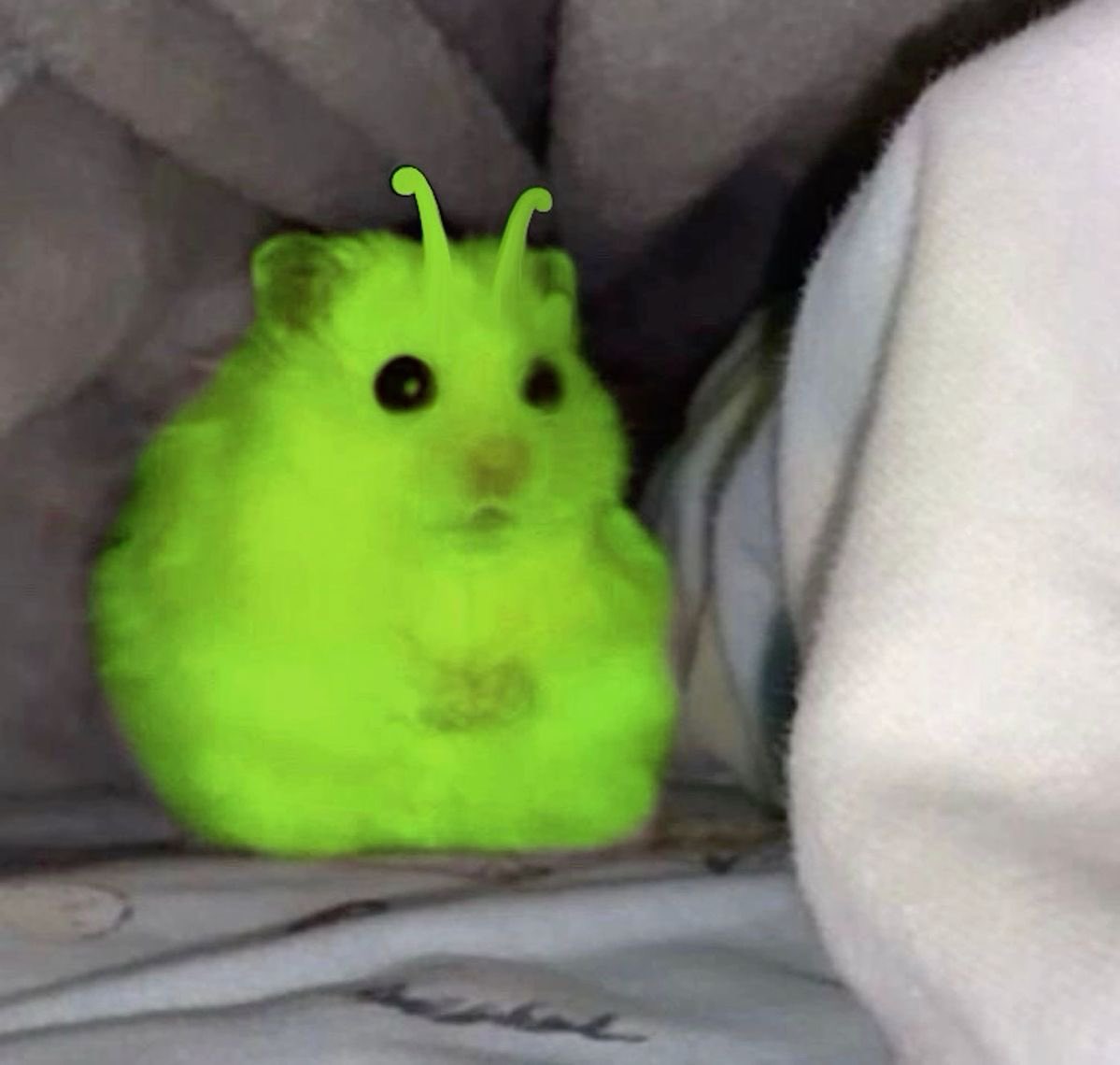 min 🐹 tweet media