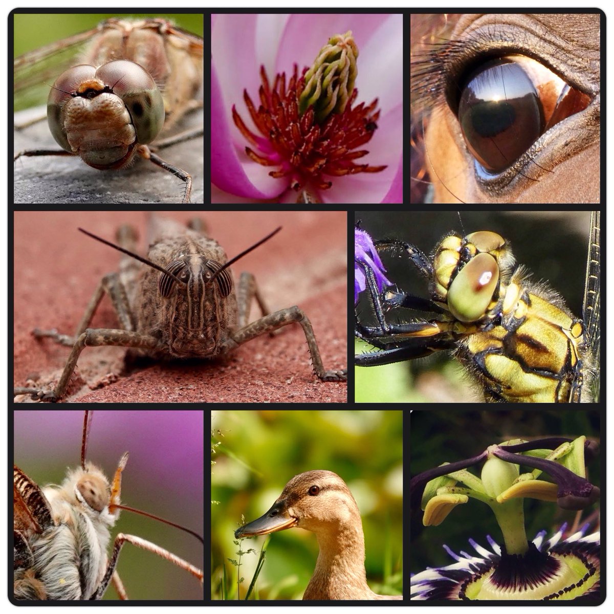 adriana57's tweet image. Vandaag bij #camer_A_pril gaan we voor een stukje van een geheel, daarin past macro fotografie ook.
#detail ⁦@jolandabrwr⁩