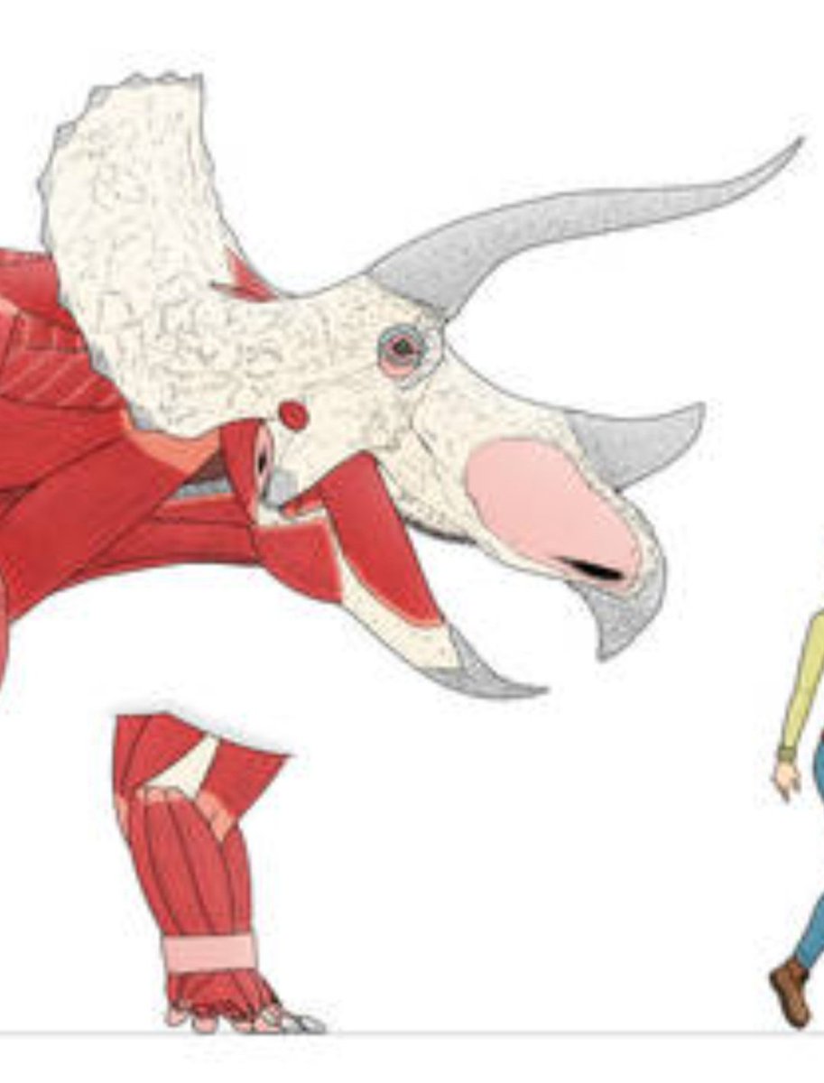 ARGAtheropodfan's tweet image. Goes for extinct animals too. That is NOT a small adductor mucle on that Triceratops, and we know ceratopsians used their beaks at least sometimes against predators (Fighting Dinosaurs fossil). Pretty sure a Trike could snap a human in half with that beak with little effort.