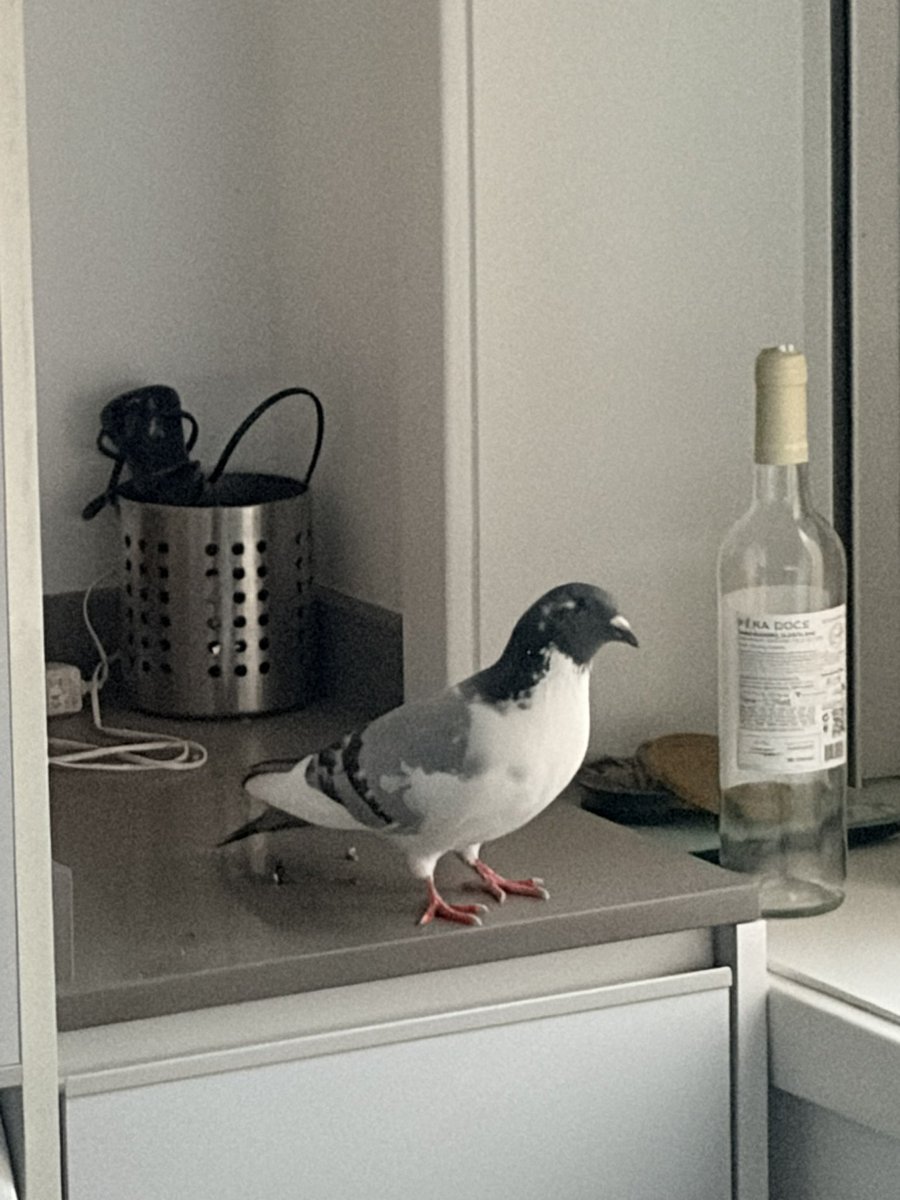 Vasco. 🇩🇰🇦🇺🇬🇷 tweet media