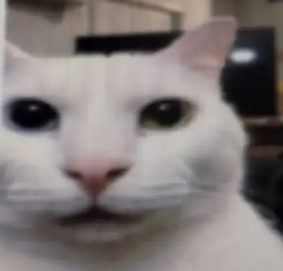 𝙇𝙅 🪶 tweet media