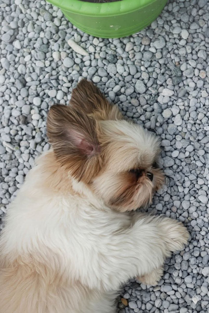 Kristina Bolten tweet media