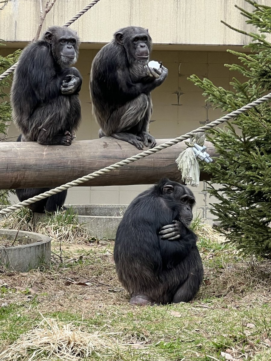 パンジー tweet media