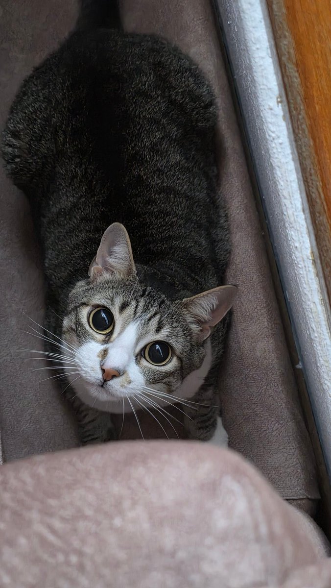 Isenha666's tweet photo. @Migi_sann @XPPEN_BR Uma foto da minha gata pra dar sorte :3 https://t.co/81aoiNGXu0