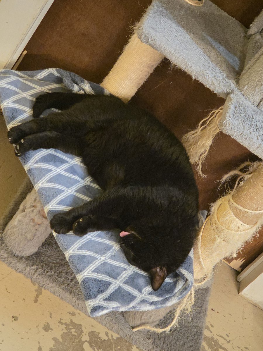 RappCatsAdopt's tweet image. Horton is already exhausted!
Mondays are hard for them as much as they are for us!

#sleepy #adoptdontshop #VA #themondays