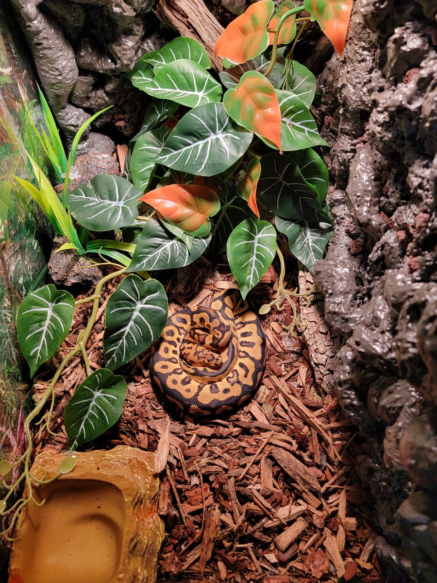 Cryptix Ball Pythons tweet media