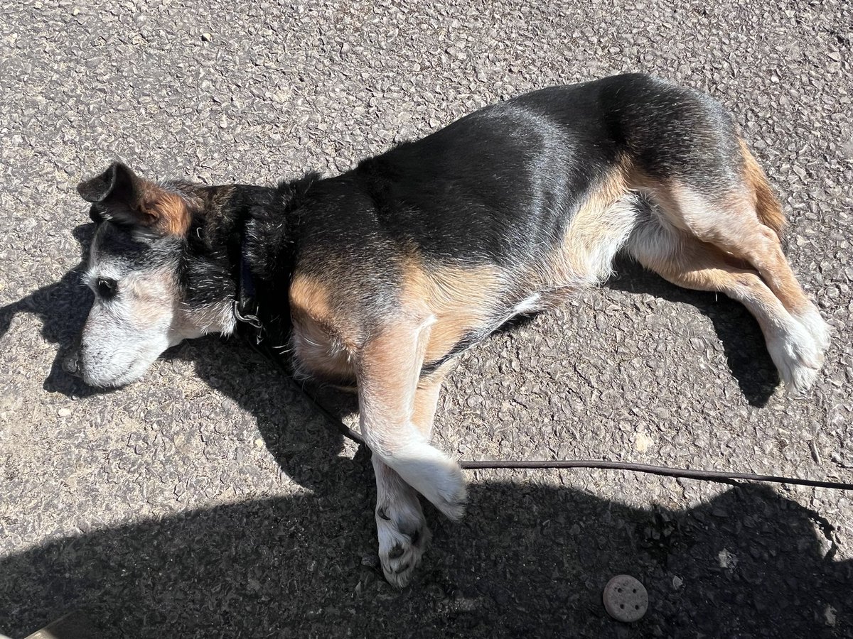 They wore my paws out on their walk today!