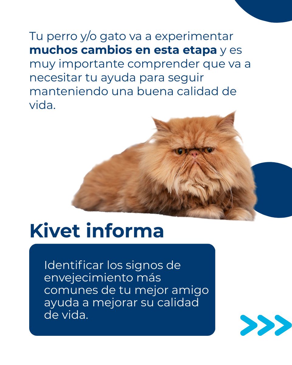 Kivet_'s tweet photo. 🐶🐱 Etapa senior en perros y gatos: todo lo que necesitas saber

Con el paso del tiempo, nuestros animales entran en una etapa en la que sus necesidades cambian. Pero, ¿cuándo se considera que un perro o un gato es senior?

#veterinario #kivet https://t.co/eO5hI14QbH