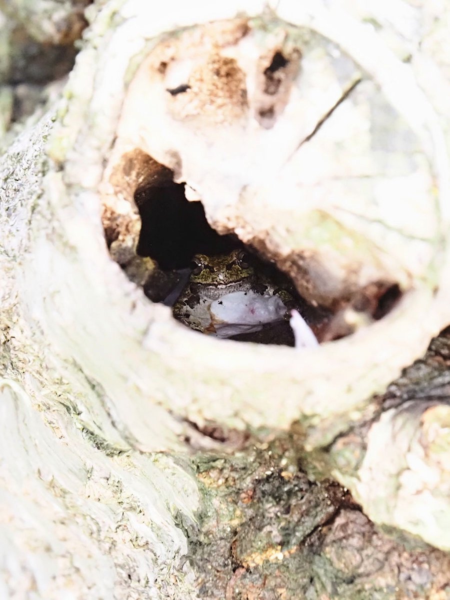 ehehe_he🐸 tweet media