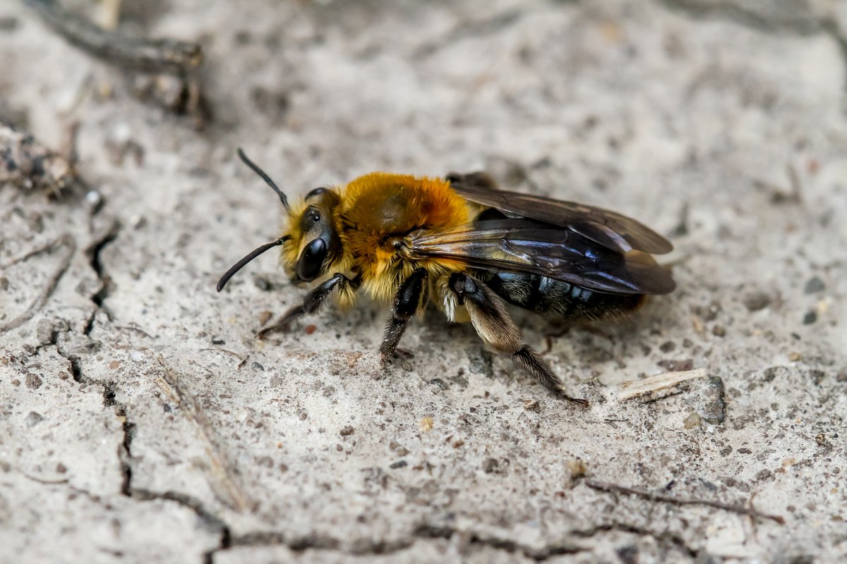 BackInTheYard's tweet image. A female and a male Dunning’s miner bee (Andrena dunningi) in the front yard this morning. #bees #pollinators #insects #Illinois #nature #photography #Spring