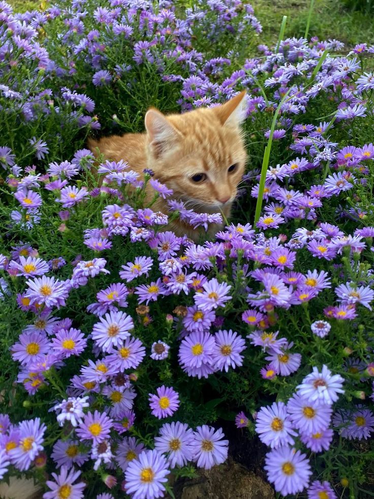 only aesthetic tweet media