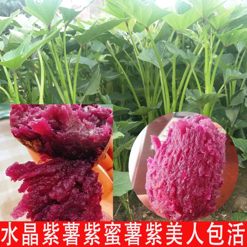 MonikMurillos's tweet photo. Organic Purple Sweet Potatoes Review  Rich in anthocyanins, moist u0026 non-stringy! Steamed in 15 mins—natural sweetness hits. Perfect for salads, desserts or solo snacks. No additives, just farm-fresh goodness. 9/10 (only con: slightly pricey) #OrganicProduce #HealthyEats https://t.co/3rUuCNk9GE