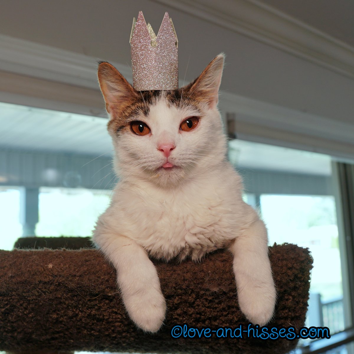 Robyn Anderson tweet media