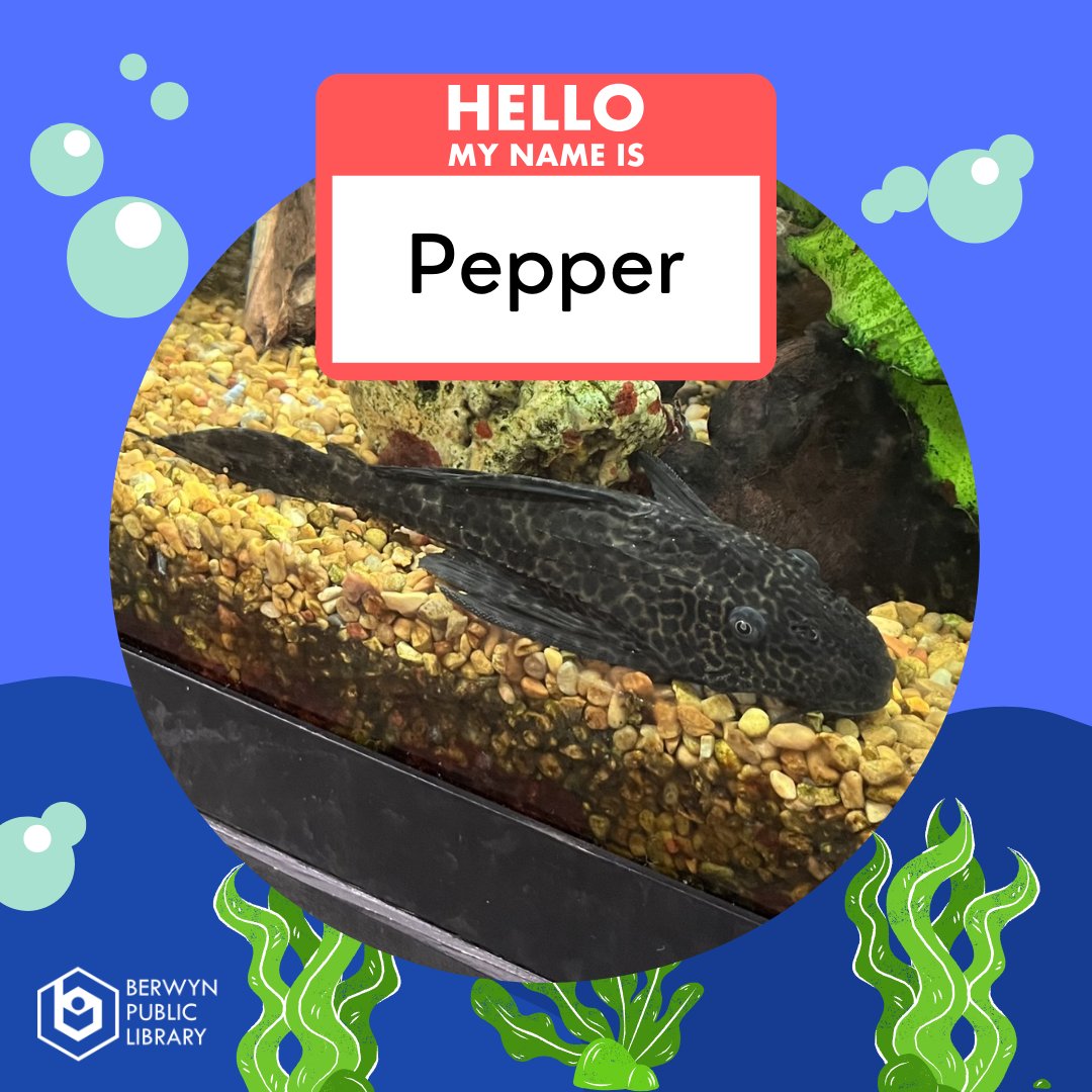 Berwyn Public Library tweet media