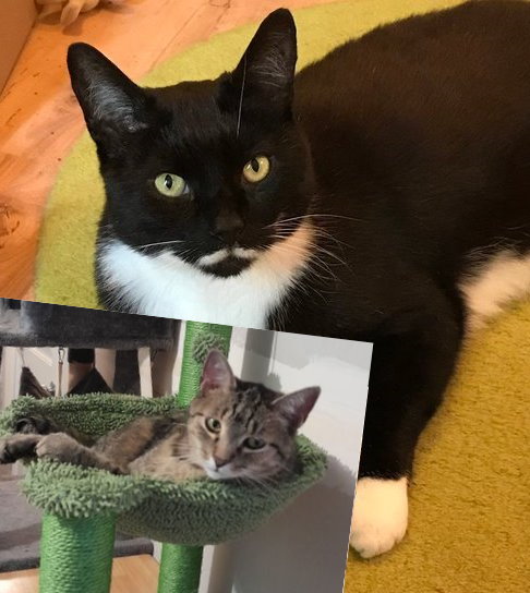 Moustache Cat tweet media