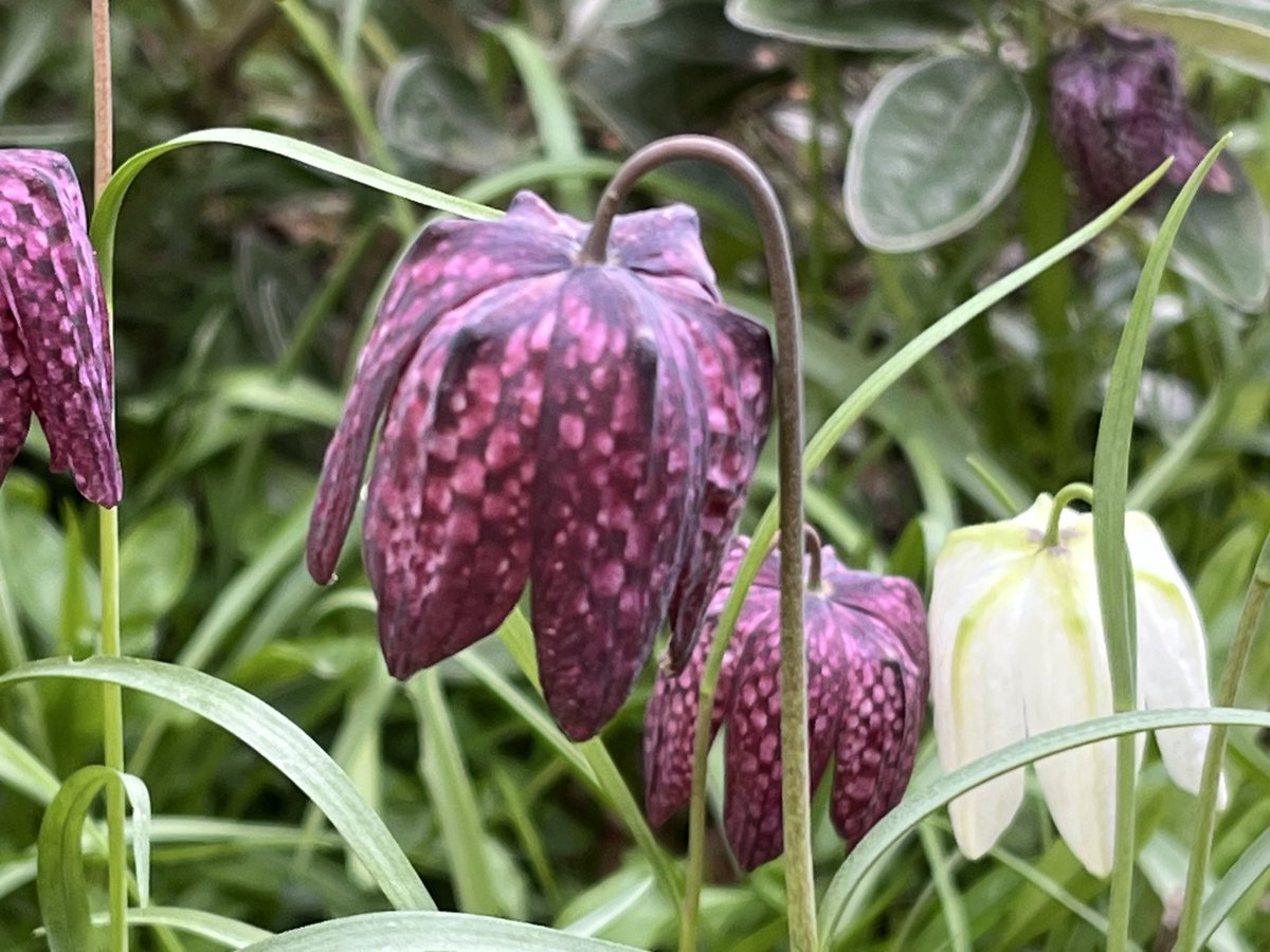BirnieLinzi's tweet image. Forgot to post these yesterday. I think they border on magical! Gorgeous flowers in the garden of my Easter host (she of the #GoodFriday potatoes post) #EasterDay #Fritillaries