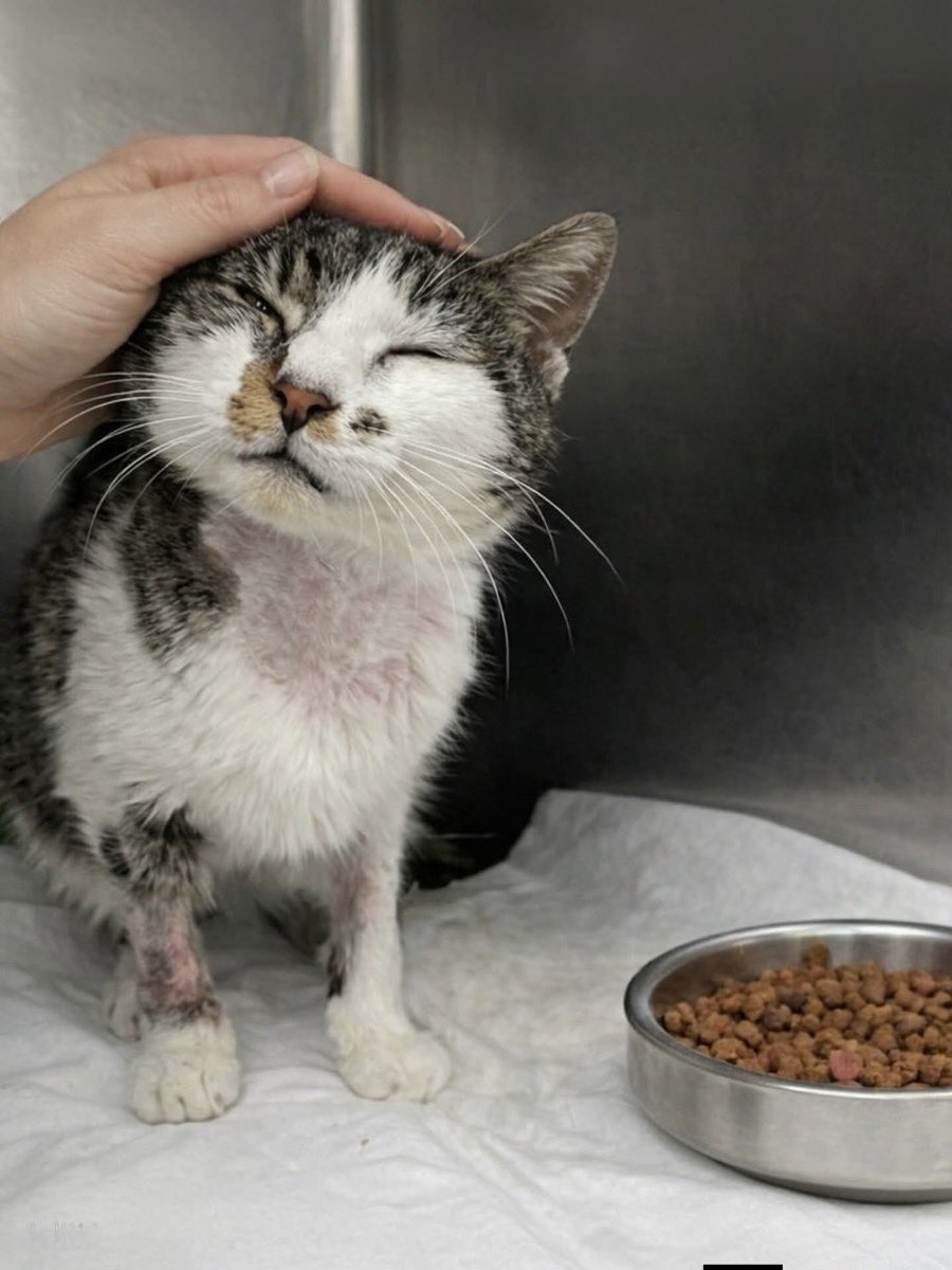 Mambo Italiano tweet media